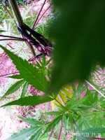 2019-07-13_20-25-50_927.jpg 2019-07-13_20-25-50_927.jpg