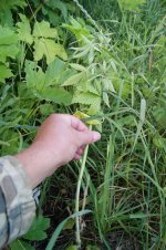 бабку зарубили.JPG