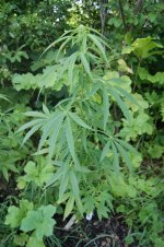 амурский гигант2.JPG