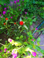 2019-07-14_17-19-25_215.jpg 2019-07-14_17-19-25_215.jpg
