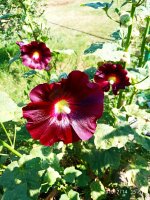 2019-07-14_17-19-05_449.jpg 2019-07-14_17-19-05_449.jpg