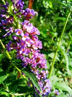 2019-07-14_17-19-08_764.jpg 2019-07-14_17-19-08_764.jpg