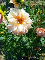 2019-07-14_17-19-11_562.jpg 2019-07-14_17-19-11_562.jpg