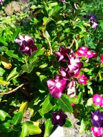 2019-07-14_17-19-01_894.jpg 2019-07-14_17-19-01_894.jpg