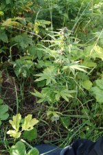 moscow blueberry.JPG