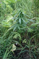 nothern russian2.JPG