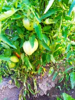 2019-07-14_18-57-31_576.jpg 2019-07-14_18-57-31_576.jpg