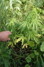 татарская ракета.JPG