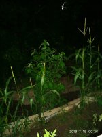 2019-07-15_00-35-25_989.jpg 2019-07-15_00-35-25_989.jpg
