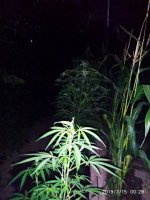 2019-07-15_00-35-19_194.jpg 2019-07-15_00-35-19_194.jpg
