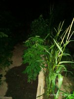 2019-07-15_00-35-04_681.jpg 2019-07-15_00-35-04_681.jpg