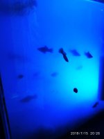 2019-07-16_00-32-03_422.jpg