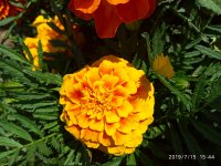IMG_20190715_154411.jpg