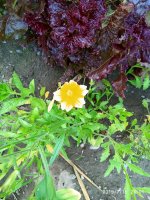 IMG_20190715_200153.jpg