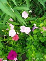 IMG_20190715_200251.jpg