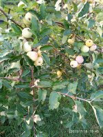 IMG_20190716_194550.jpg