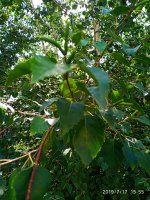 2019-07-17_16-26-20_448.jpg