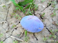IMG_20190717_164846.jpg
