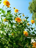 2019-07-17_16-32-03_187.jpg