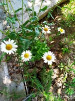 2019-07-17_16-31-59_949.jpg