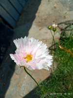 IMG_20190717_161619.jpg