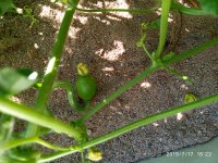 IMG_20190717_162202.jpg