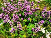 IMG-20190717-WA0004.jpg