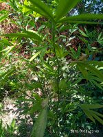 IMG_20190718_134047.jpg