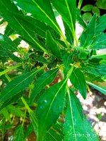2019-07-18_13-50-41_971.jpg