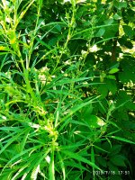 2019-07-18_17-55-55_181.jpg