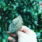 babochka.gif