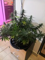 IMG_20190717_165548.jpg