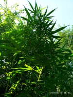 2019-07-19_16-37-30_976.jpg