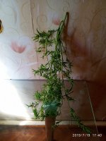 2019-07-19_17-41-16_922.jpg