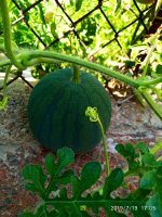 2019-07-19_17-20-48_244.jpg