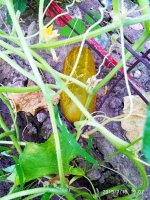 2019-07-19_19-15-47_485.jpg