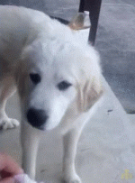 vk_com_gifmast_1.gif