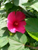IMG_20190720_121151.jpg