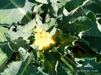 2019-07-20_14-01-26_271.jpg