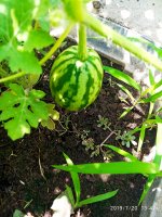 2019-07-20_14-01-15_920.jpg