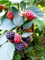 2019-07-20_21-33-03_177.jpg