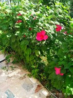IMG-20190721-WA0019.jpg