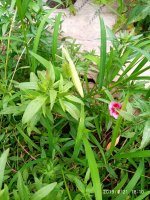IMG-20190721-WA0020.jpg