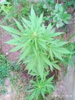 IMG-20190721-WA0022.jpg
