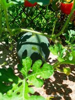 IMG-20190722-WA0028.jpg