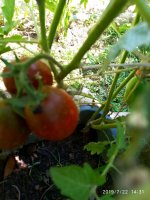 IMG-20190722-WA0017.jpg