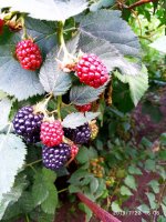 IMG-20190722-WA0053.jpg