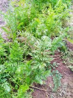 IMG-20190722-WA0051.jpg