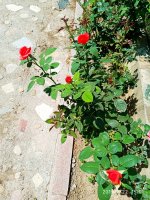 IMG-20190722-WA0100.jpg