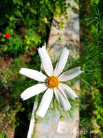 IMG-20190722-WA0094.jpg